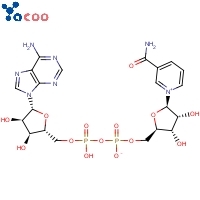 beta-Diphosphopyridine nucleotide