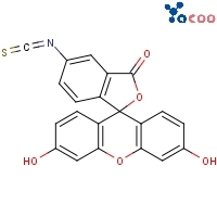 fluorescein isothiocyante