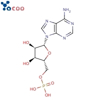 Adenosine 5'-monophosphate