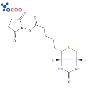 (+)-Biotin N-hydroxysuccinimide ester