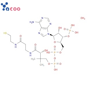 Coenzyme A