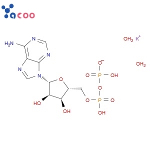 Adenosine 5′-diphosphate monopotassium salt dihydrate