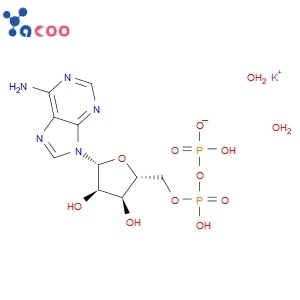 Adenosine 5′-diphosphate monopotassium salt dihydrate