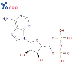 Adenosine-5'-Diphosphate