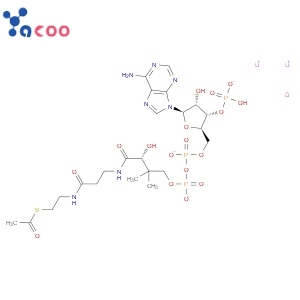 ACETYL COENZYME A TRILITHIUM SALT