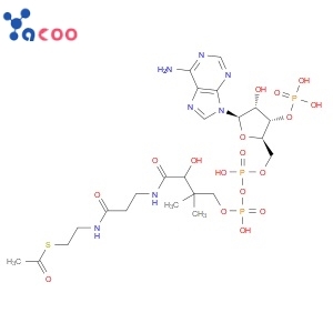 Acetyl coenzyme A sodium salt