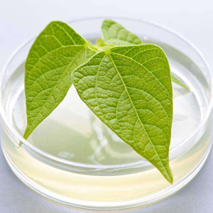 Application of Tris (77-86-1) in Plant Protein Extraction