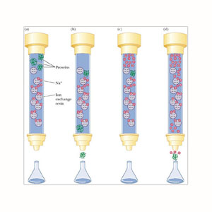 What ingredients are required for protein purification?