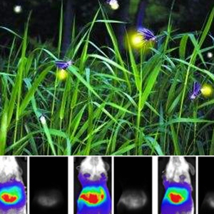 Two luciferase systems for high-brightness two-color bioluminescence imaging